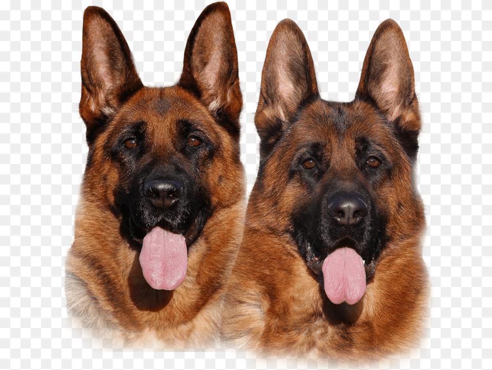 Puppies For Sale, Animal, Canine, Dog, German Shepherd Free Transparent Png