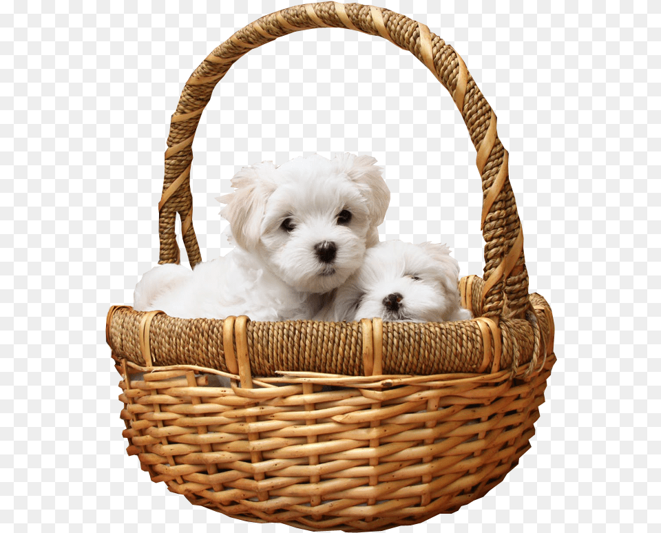 Puppies In Basket Image Basket Of Puppies No Background, Puppy, Pet, Mammal, Dog Free Transparent Png