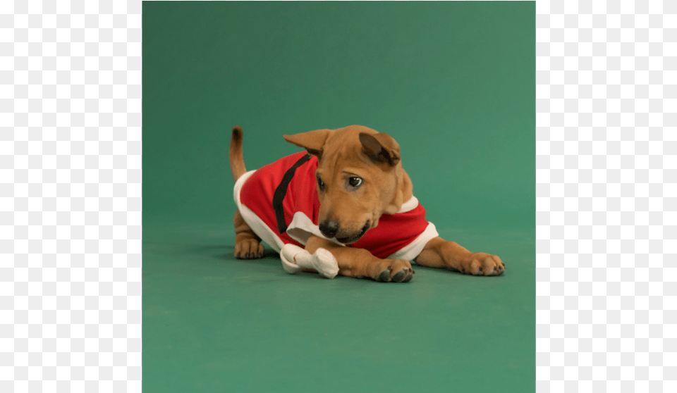Puppies On Demand Companion Dog, Animal, Canine, Hound, Mammal Free Png Download