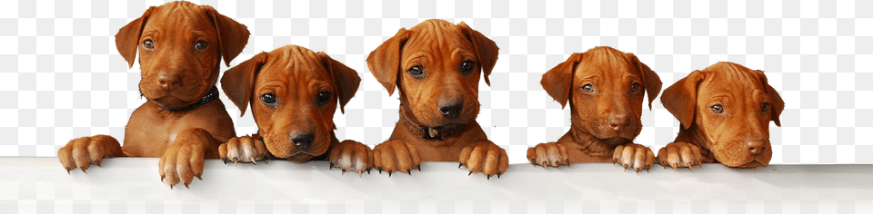 Puppies Rhodesian Ridgeback, Animal, Canine, Dog, Mammal Free Png Download
