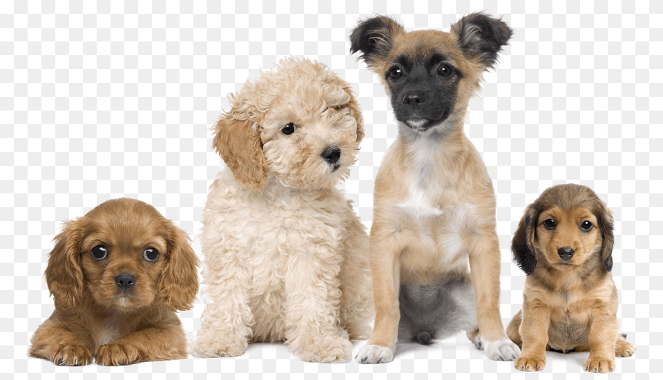 Puppies Transparent Background Puppies Transparent, Animal, Canine, Dog, Mammal Png