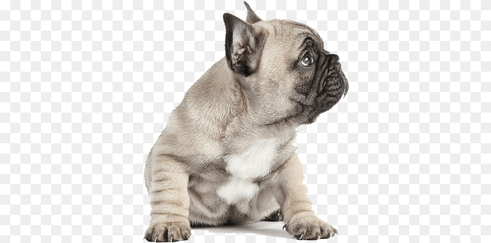 Puppies Transparent French Bulldog French Bulldog Puppy, Animal, Canine, Dog, French Bulldog Free Png Download