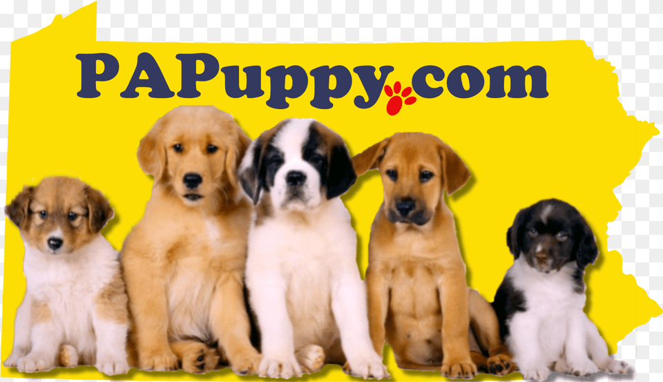 Puppies U0026 More Papuppy Puppy Posters On Amazon, Animal, Canine, Dog, Mammal Free Transparent Png