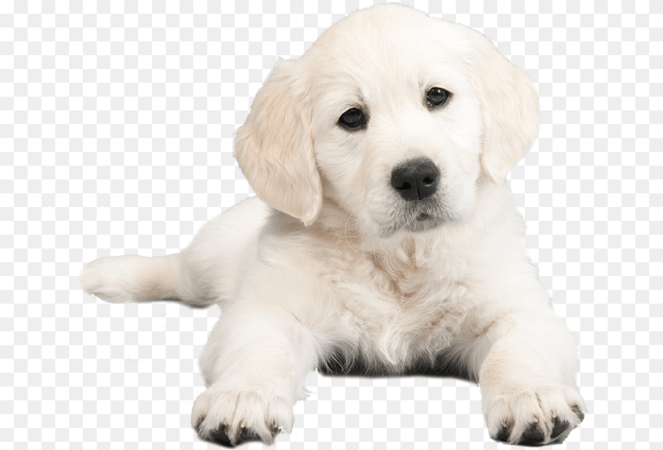 Puppy, Animal, Canine, Dog, Mammal Png