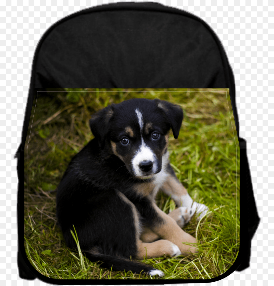 Puppy, Animal, Canine, Dog, Mammal Free Transparent Png