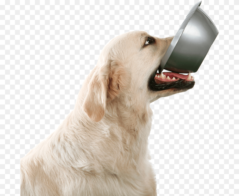 Puppy 2 Class Dog With Bowl In Mouth, Animal, Canine, Golden Retriever, Mammal Free Png
