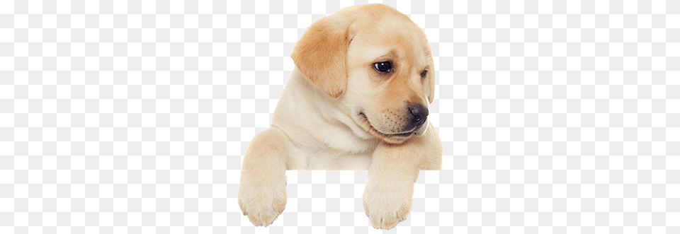 Puppy 30 Labrador Retriever, Animal, Canine, Dog, Mammal Free Transparent Png