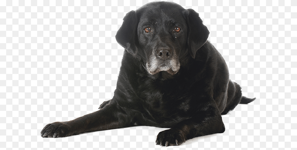 Puppy Adult Senior Dog, Animal, Canine, Labrador Retriever, Mammal Free Transparent Png