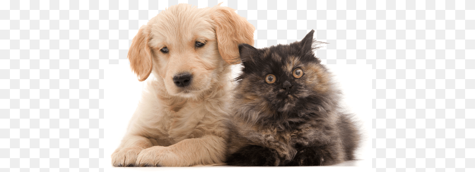 Puppy And Kitten Club Pretty Pets, Animal, Canine, Dog, Mammal Png