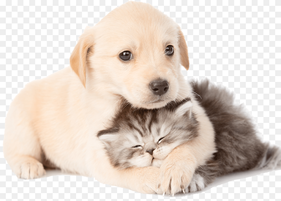 Puppy And Kitten Laying Together Cat And Dog, Animal, Canine, Mammal, Pet Png