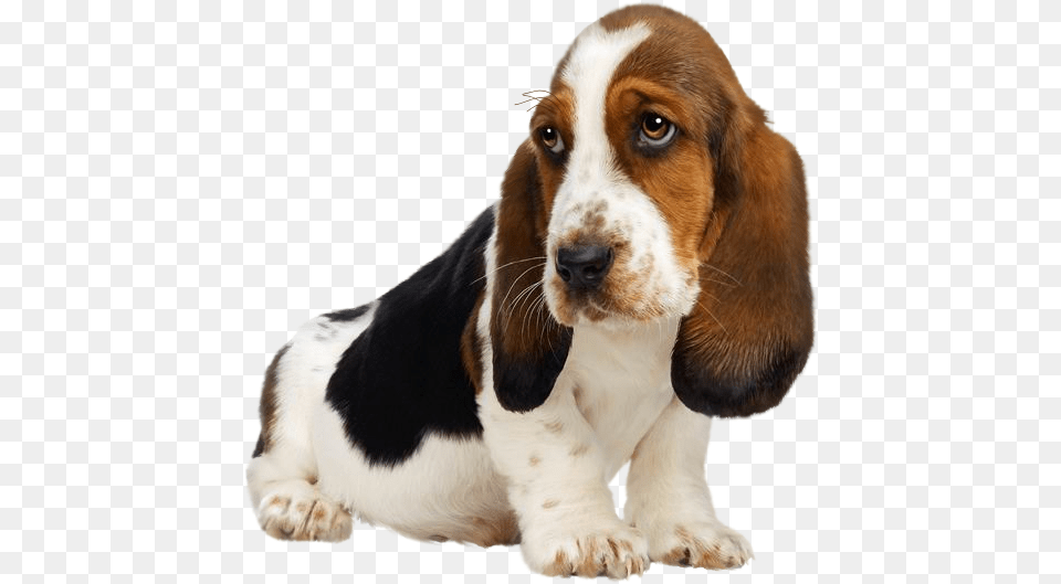Puppy Clipart Basset Hound Puppies, Animal, Canine, Dog, Mammal Free Png
