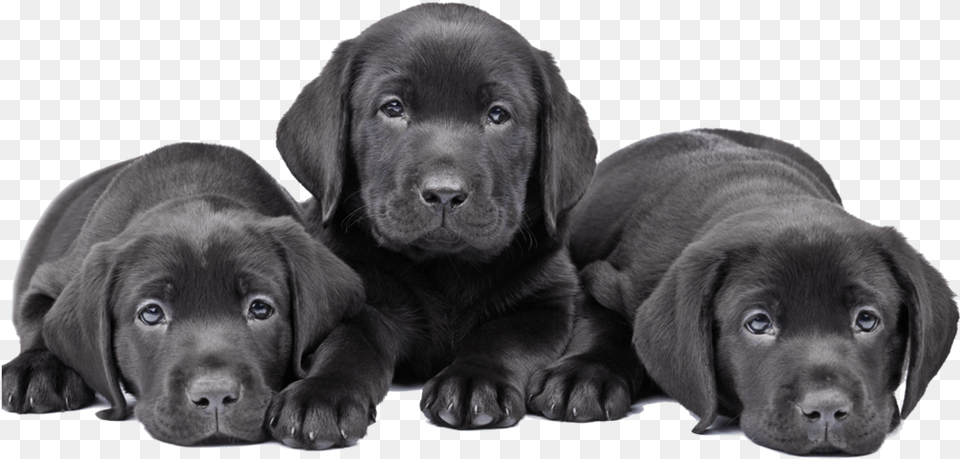 Puppy Cute Dogs Labrador Puppy Black, Animal, Canine, Dog, Labrador Retriever Free Transparent Png
