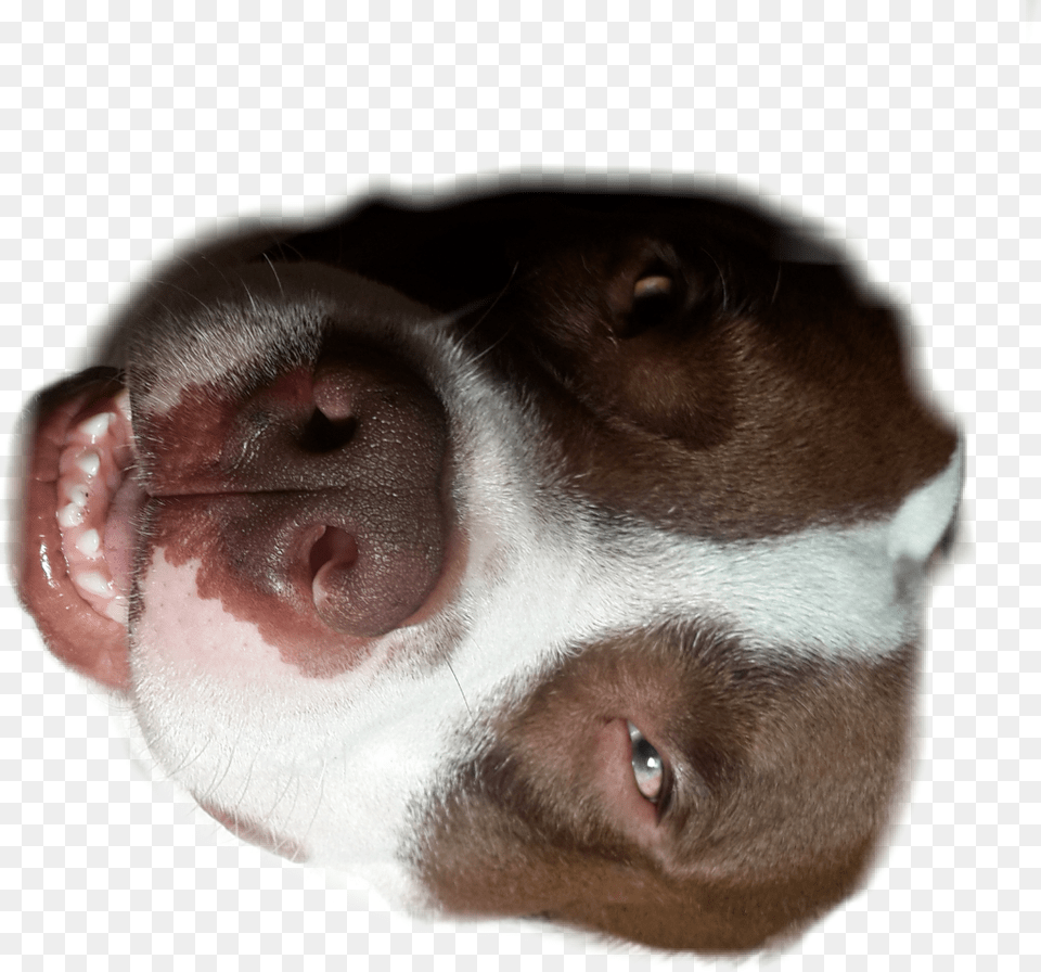 Puppy Dear Dog Mylove Pitbull Sticker Companion Dog, Snout, Pointer, Pet, Mammal Png