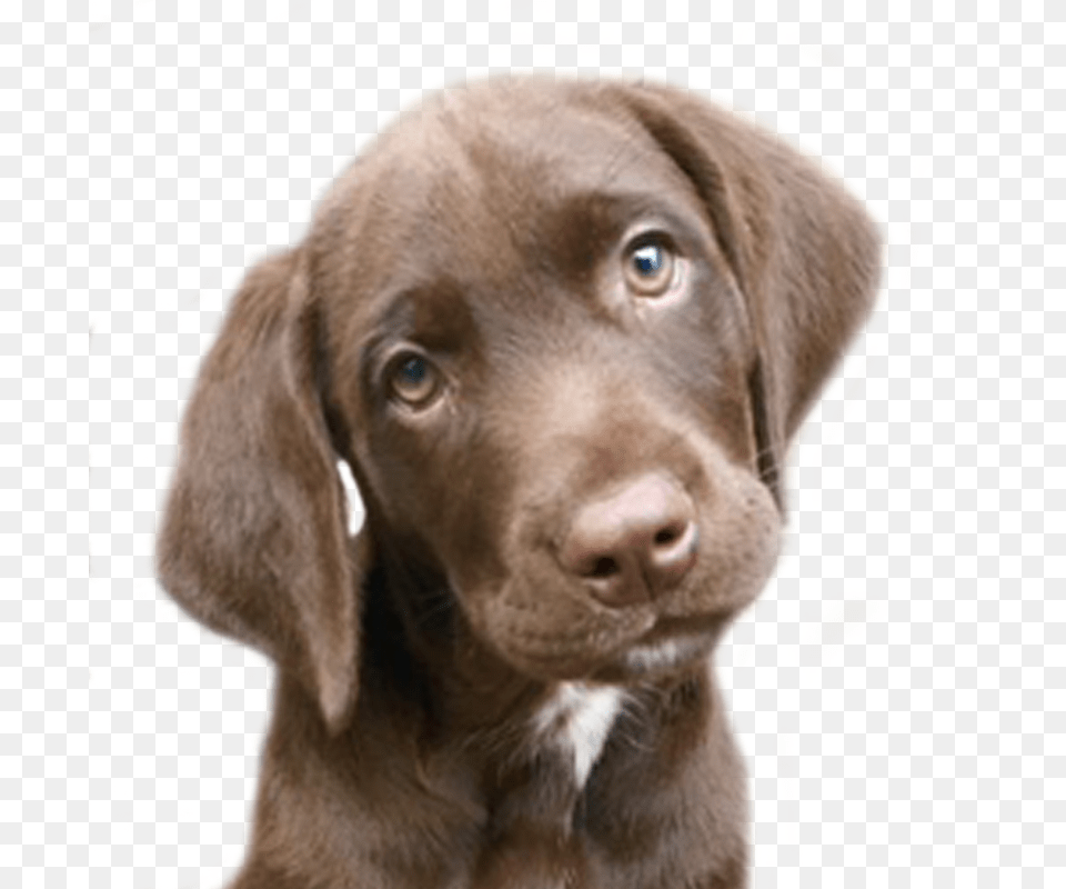 Puppy Dog, Animal, Canine, Labrador Retriever, Mammal Png Image