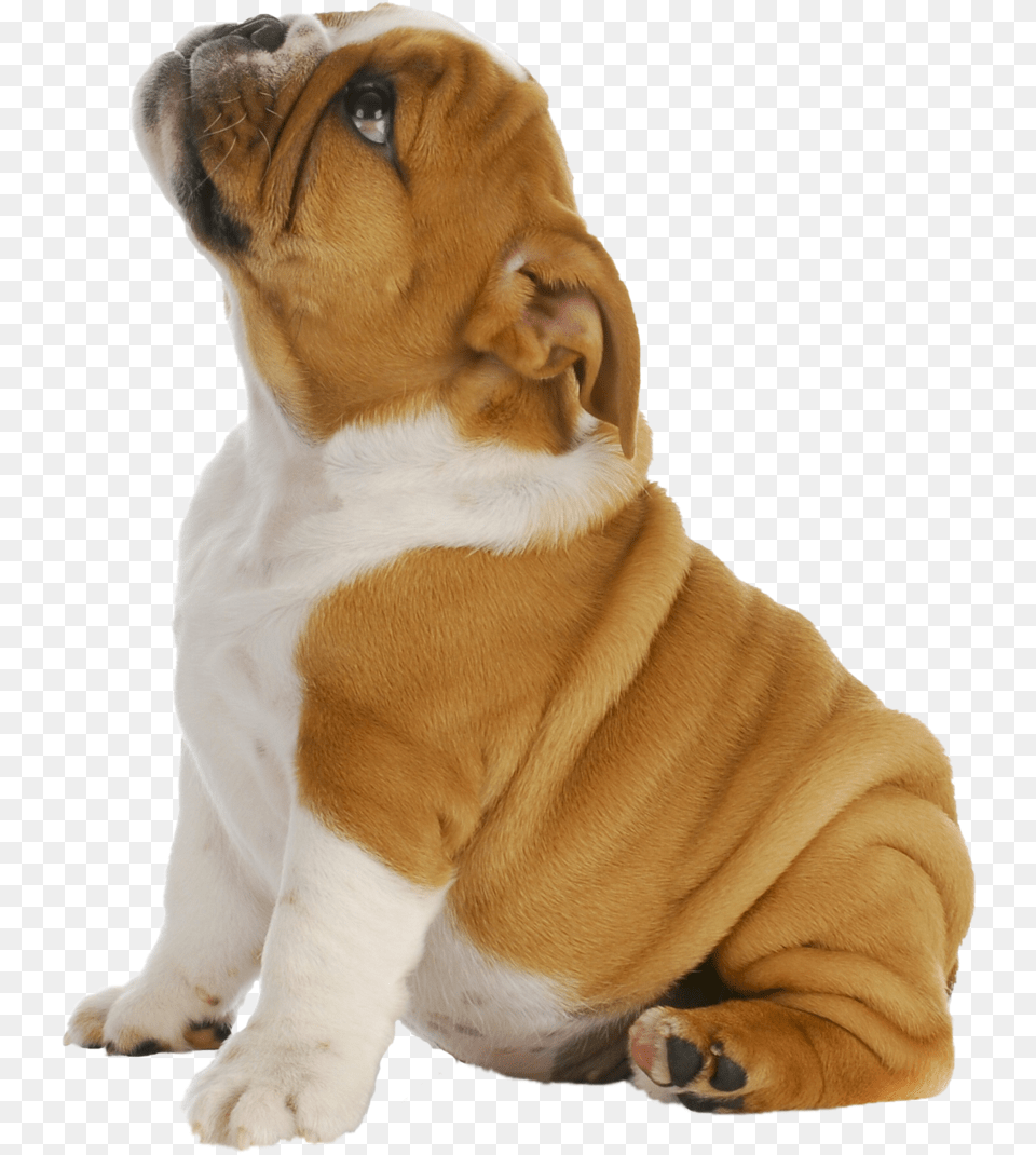 Puppy Dog, Animal, Canine, Mammal, Pet Free Png
