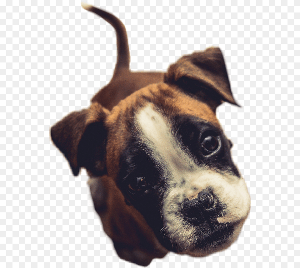 Puppy Dog Ears Nose Eyes Cute Animal Picsart Boxer Dog Wallpaper Iphone, Bulldog, Canine, Mammal, Pet Free Png Download