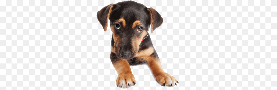 Puppy Dog Face, Animal, Canine, Mammal, Pet Png