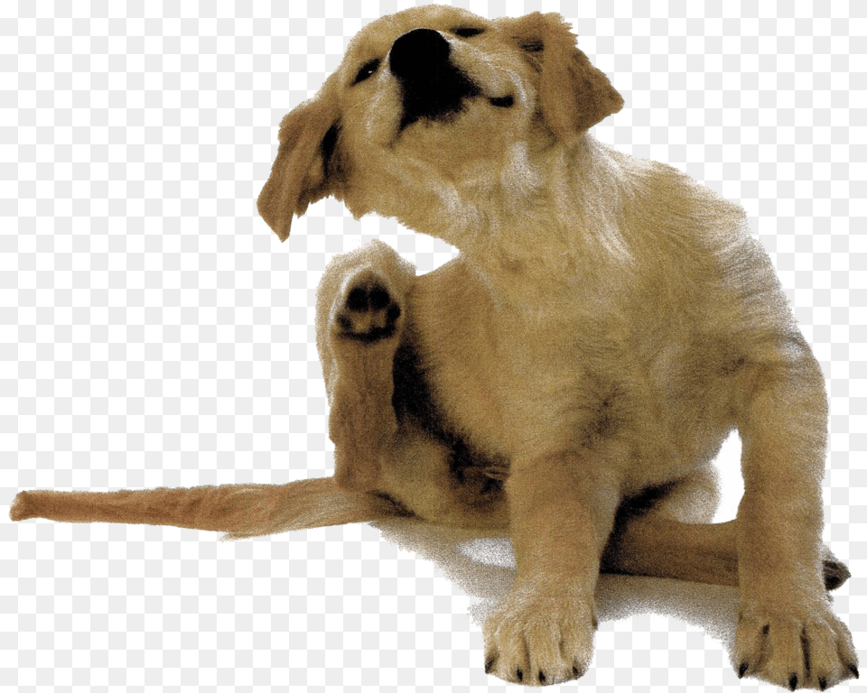 Puppy Dog Itching White Background, Animal, Canine, Mammal, Pet Free Transparent Png