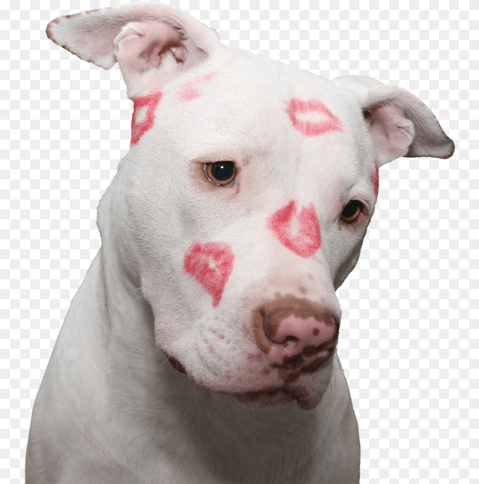 Puppy Dog Love Kiss Kisses Cute Doggo Pupper American Pit Bull Terrier, Animal, Bulldog, Canine, Mammal Png Image