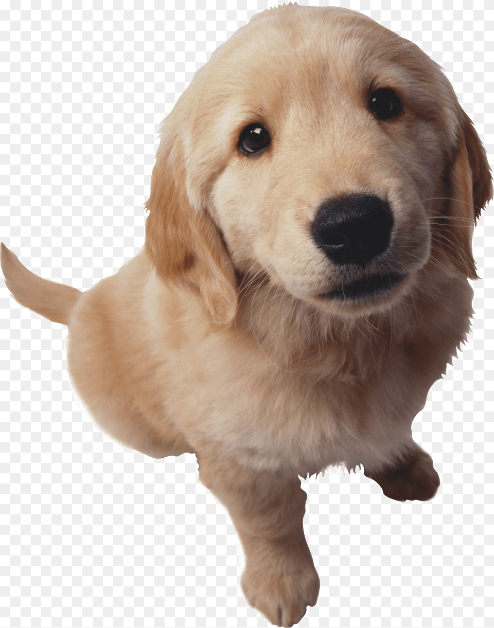 Puppy Dog Pals, Animal, Canine, Golden Retriever, Mammal Free Transparent Png