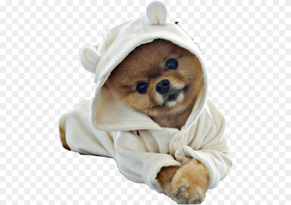 Puppy Dog Pomeranian Petsandanimals Robe Cute Cute Dog Hd, Animal, Mammal, Pet, Canine Free Png