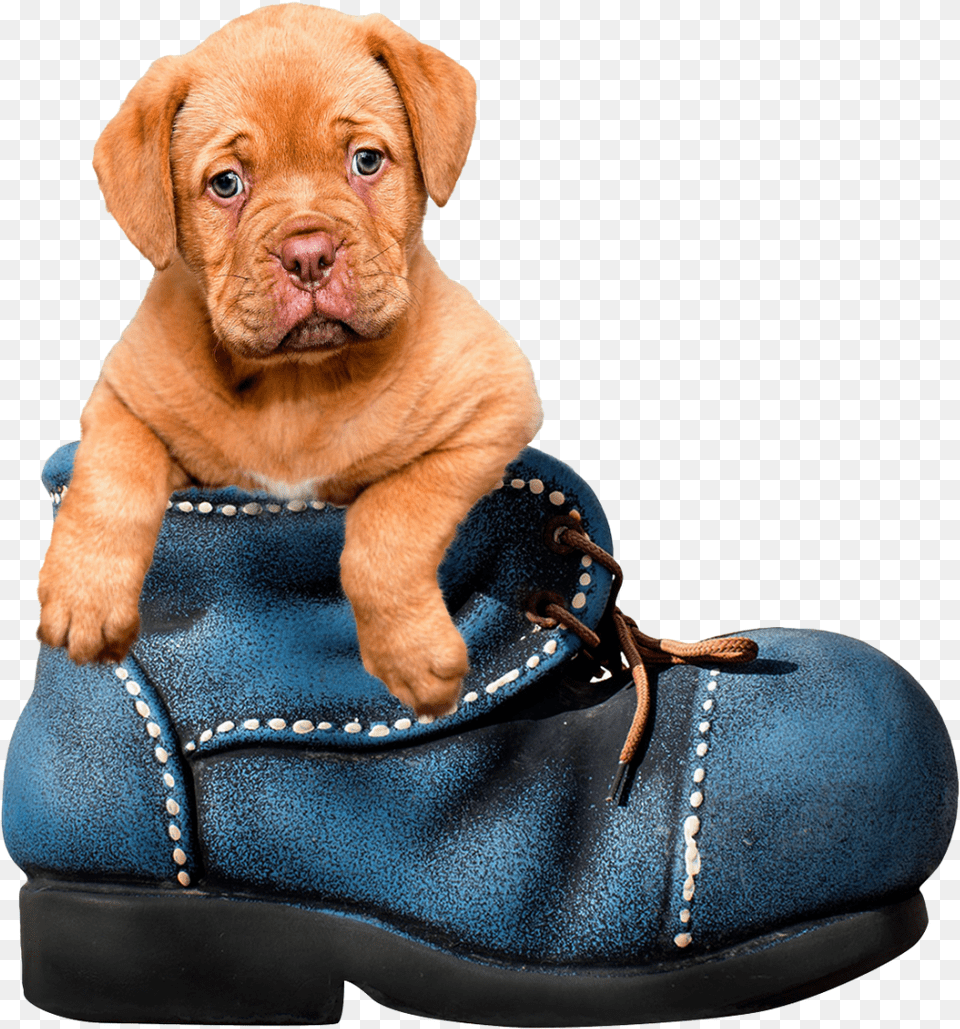 Puppy Dog Transparent Background Cute Animals, Clothing, Footwear, Shoe, Animal Free Png