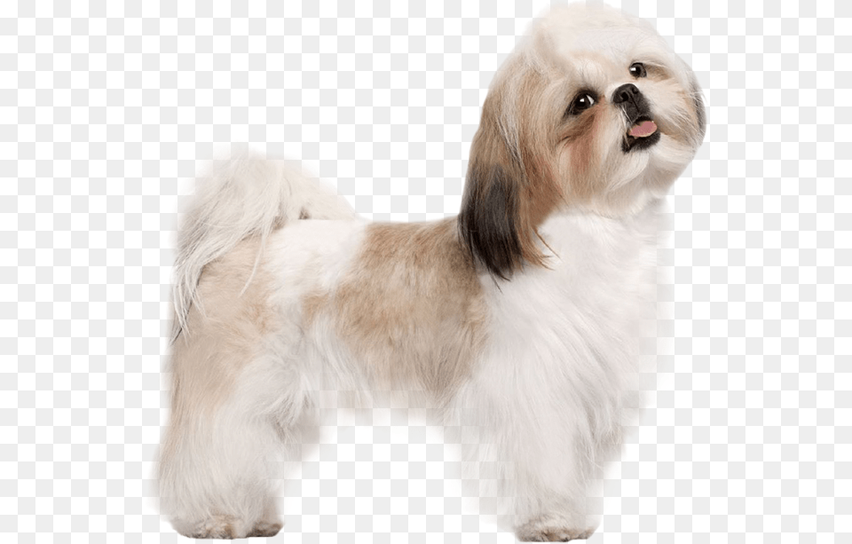 Puppy Dog Transparent Image Dog Shih Tzu, Animal, Canine, Mammal, Pet Png