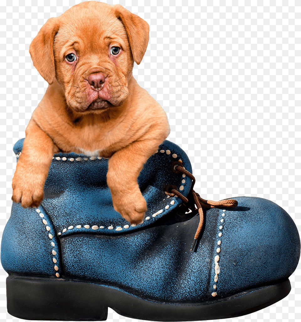 Puppy Dog Transparent Image Transparent Background Cute Animal, Clothing, Footwear, Shoe, Canine Free Png