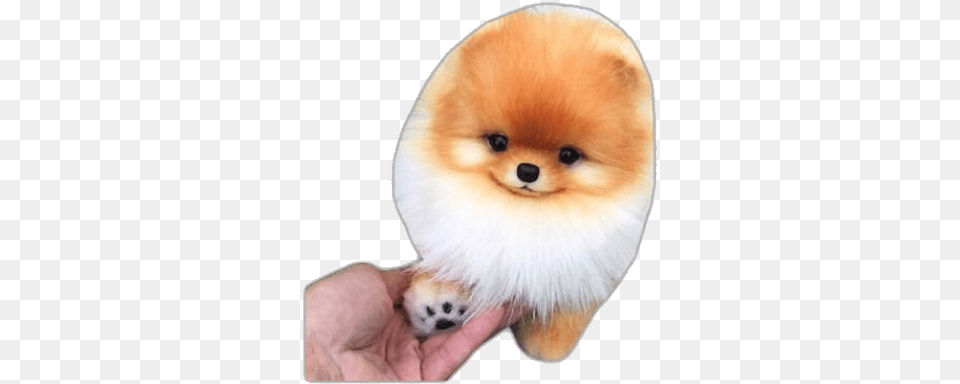 Puppy Dogs Dog Pomeranian Pomeranianpuppy Paws Cute And Amazing Dogs, Animal, Canine, Mammal, Pet Free Png Download