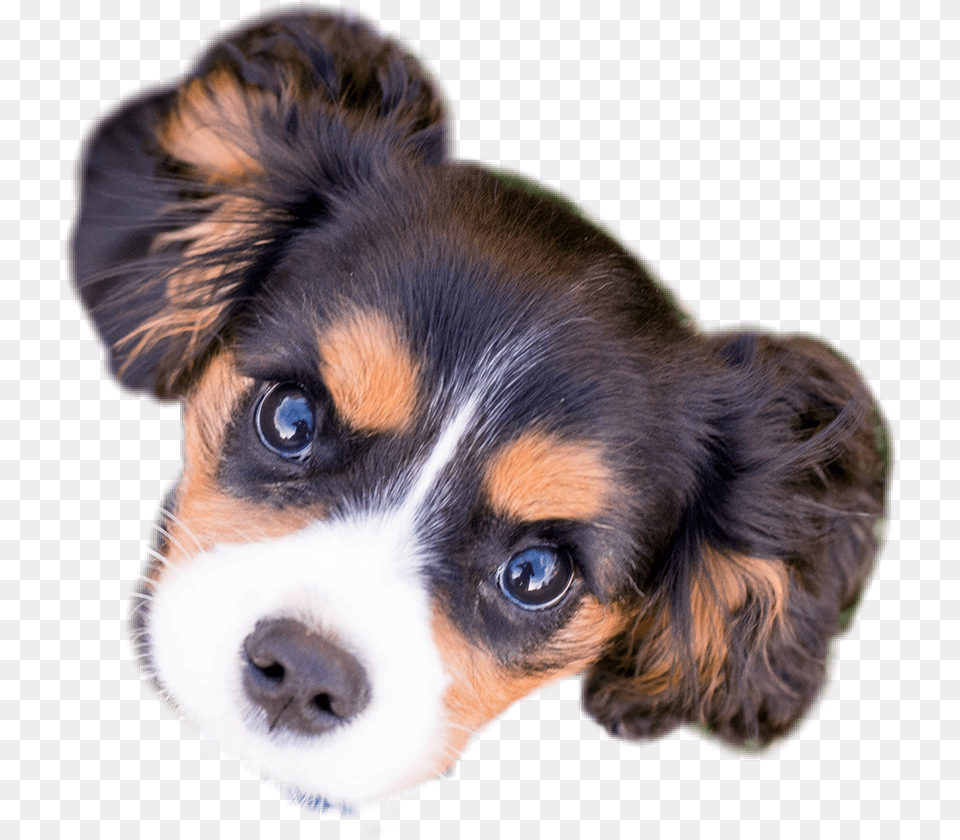 Puppy Face Dog Companion Dog, Animal, Canine, Mammal, Pet Free Png Download