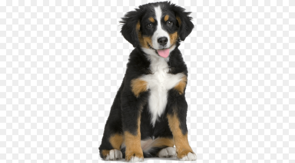 Puppy For Web Dogs Without A Background, Animal, Canine, Dog, Mammal Png