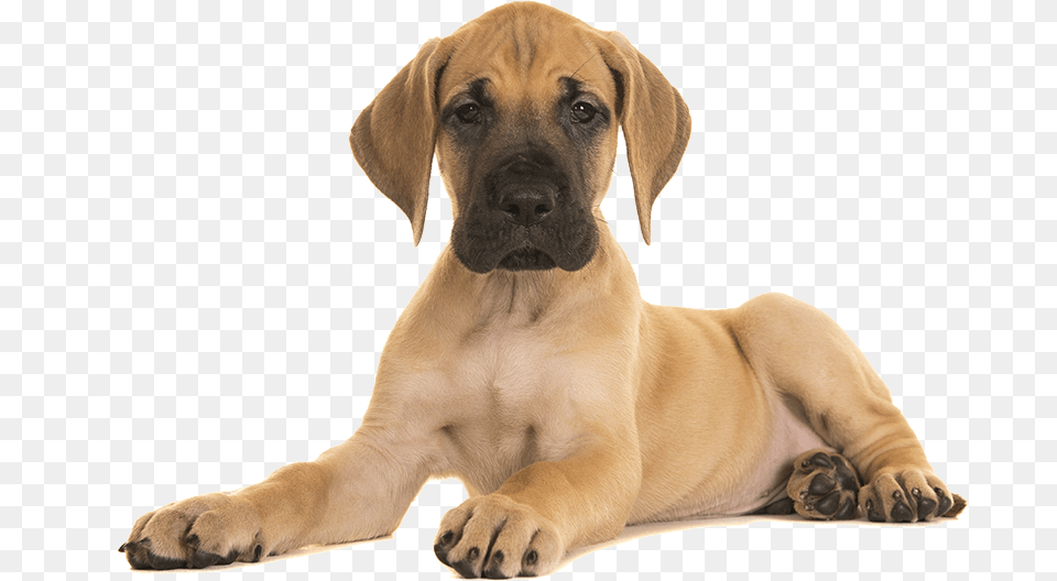 Puppy Great Dane Puppy, Animal, Canine, Dog, Mammal Png