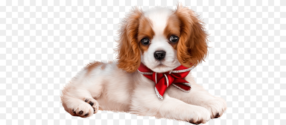 Puppy Images King Charles Spaniel Puppy, Animal, Canine, Dog, Pet Free Png