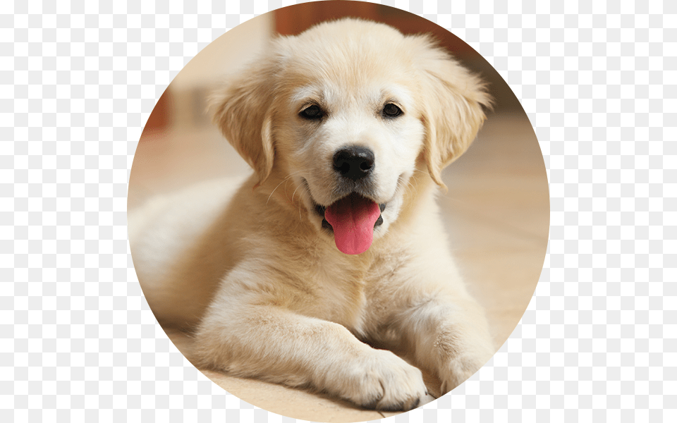 Puppy In House, Animal, Canine, Dog, Mammal Png Image