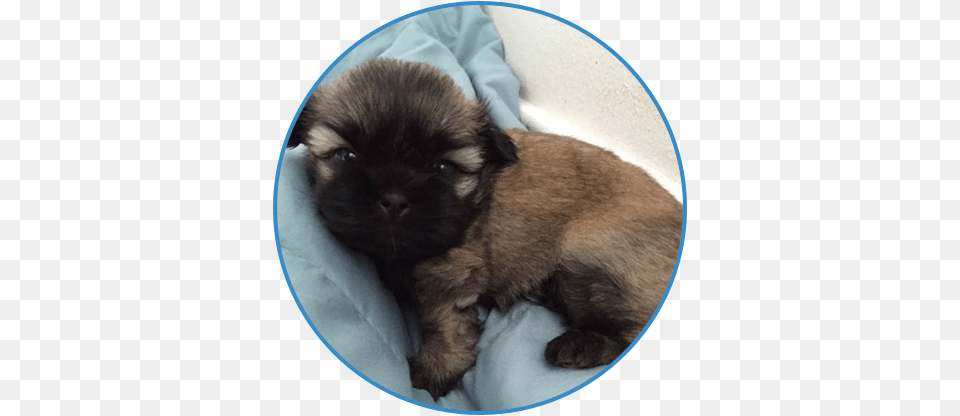 Puppy Laying In Bed Estrela Mountain Dog, Animal, Canine, Mammal, Pet Free Png