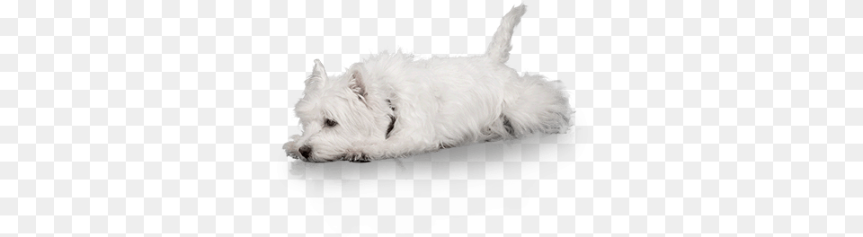 Puppy Living Puppy, Animal, Canine, Dog, Mammal Free Transparent Png