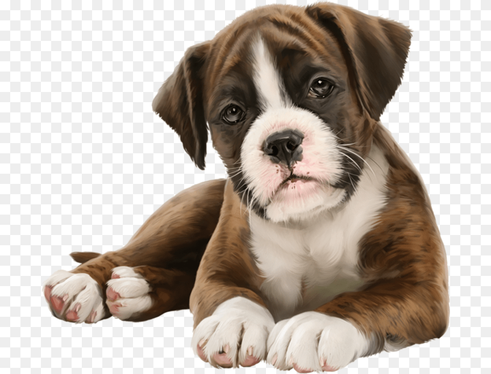 Puppy Lover, Animal, Boxer, Bulldog, Canine Png Image