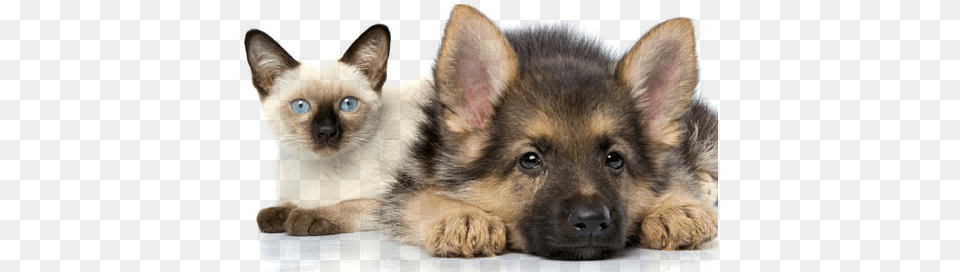Puppy Or Kitten While Ensuring Your New Family Member German Shepherd Puppies With Kittens, Animal, Pet, Cat, Mammal Free Transparent Png