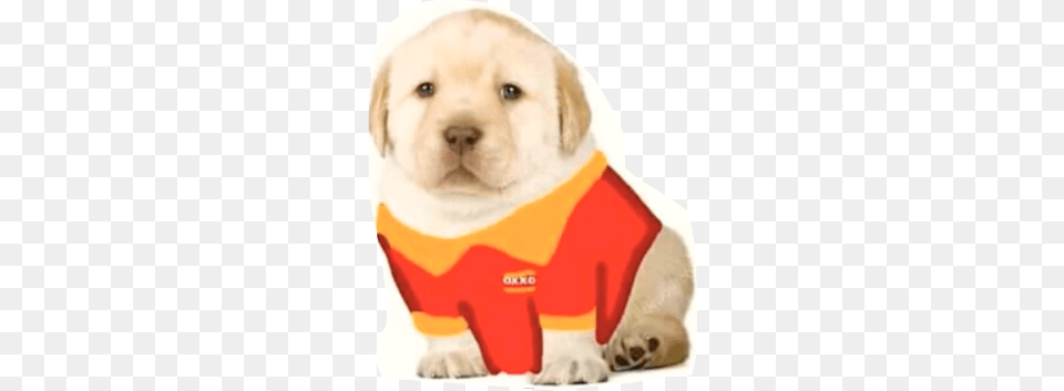 Puppy Oxxo Meme Freetoedit Memes Del Perrito Triste, Animal, Canine, Dog, Mammal Png