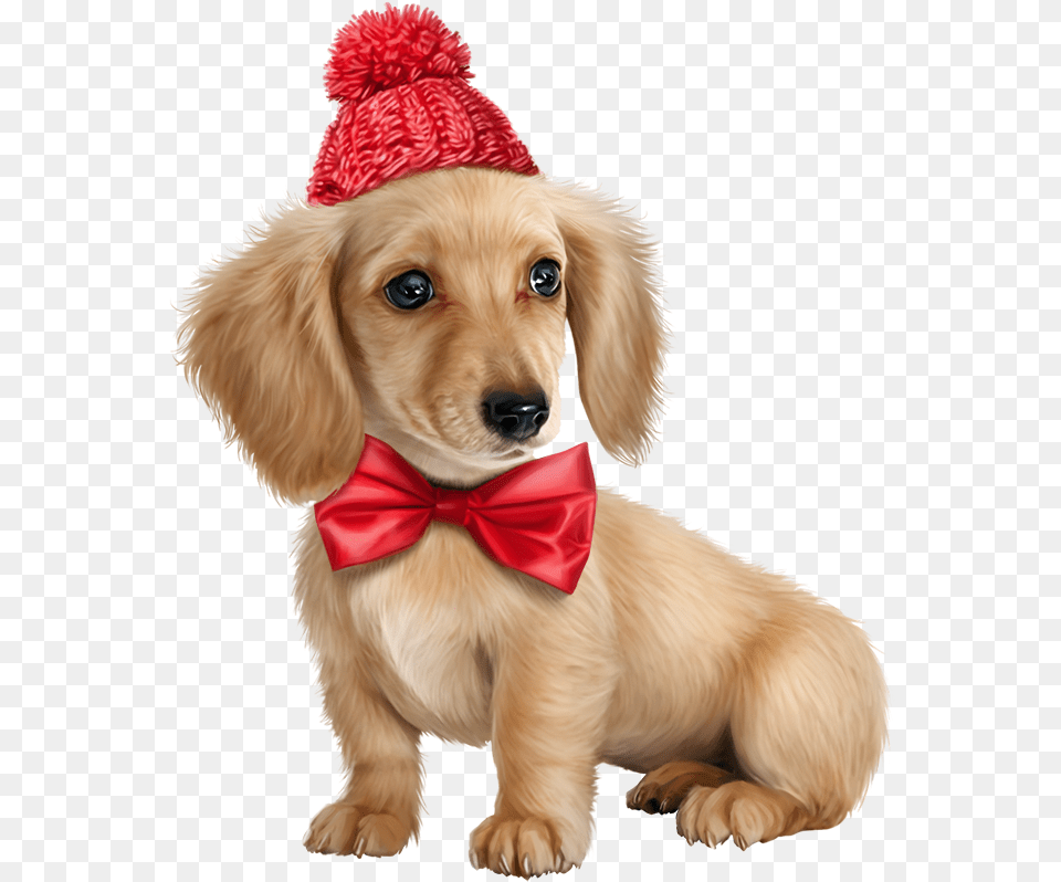 Puppy Pictures Puppy Images Dogs And Puppies Cute Hd Cute Puppy, Animal, Canine, Dog, Pet Free Png