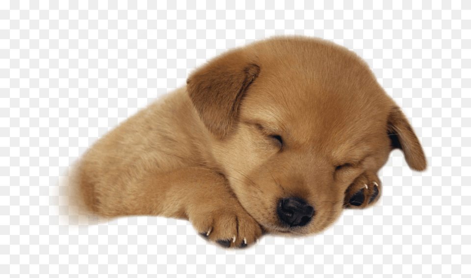 Puppy Puppy Sleeping, Animal, Canine, Dog, Mammal Png
