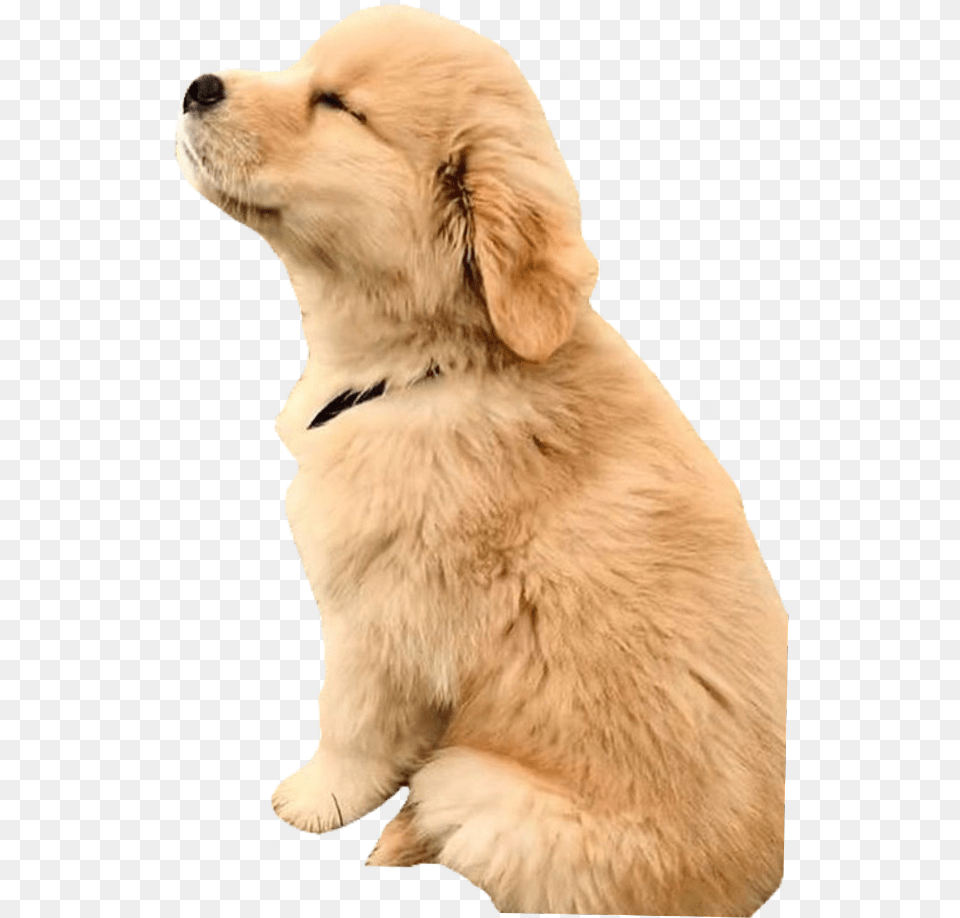 Puppy Puppys Puppydog Puppylove Puppylover Dog Really Cute Golden Retriever, Animal, Canine, Golden Retriever, Mammal Free Png Download