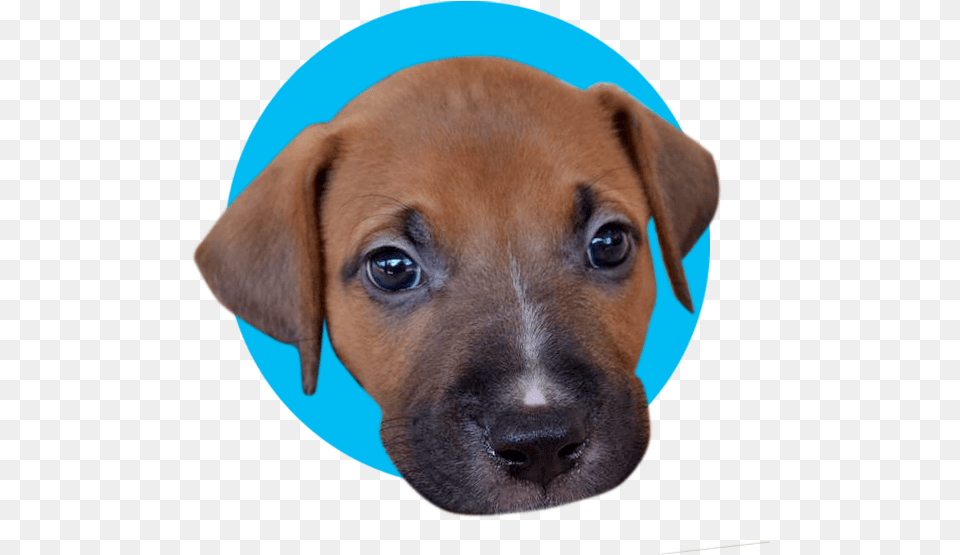 Puppy Satin Companion Dog, Animal, Boxer, Bulldog, Canine Free Png