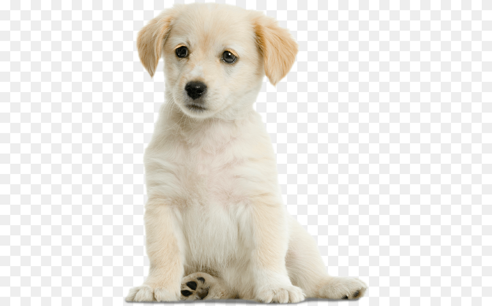 Puppy Sitting, Animal, Canine, Dog, Mammal Free Png Download