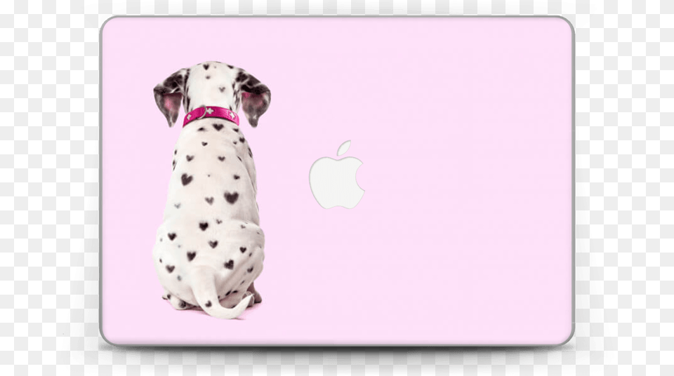 Puppy Sitting Back View Download Dalmatian, Animal, Mammal, Pet, Dog Free Transparent Png