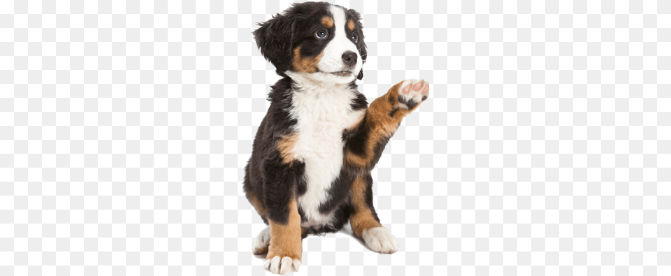 Puppy Starter Program Dog With Paw Up, Animal, Canine, Mammal, Pet Free Png Download