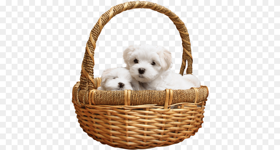 Puppy Transparent Image Puppy, Basket, Animal, Canine, Dog Free Png