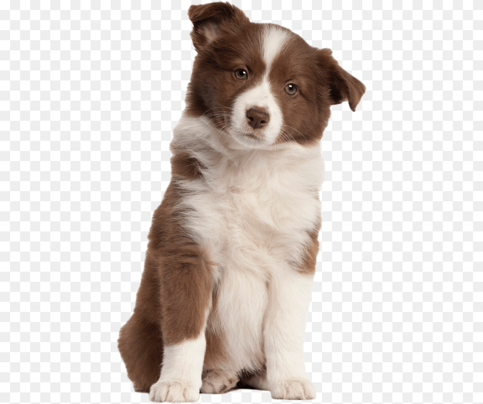 Puppy Transparent Image Transparent Puppy, Animal, Canine, Dog, Mammal Png