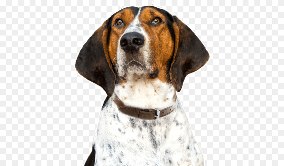 Puppy Treeing Walker Coonhound, Animal, Canine, Dog, Hound Png Image