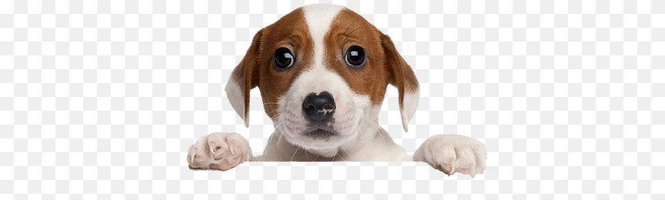 Puppy Vote For Us, Animal, Canine, Dog, Hound Png Image